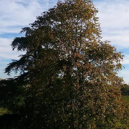 Chateau Villotte Rauzan
